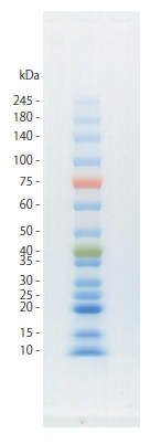 ぽんぽ Protein Ladder One Plus, Triple-color for SDS-PAGE｜Products